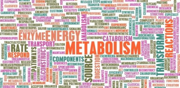 Connection Between Bariatric Surgery, Metabolism and Weight Loss Connection Between Bariatric Surgery, Metabolism and Weight Loss